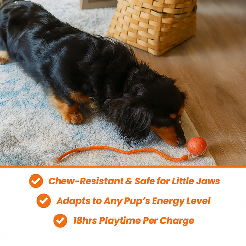 Solve Your Dog's Boredom in Seconds